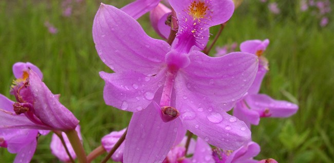 Grass pink orchid (Calopogon tuberosus)