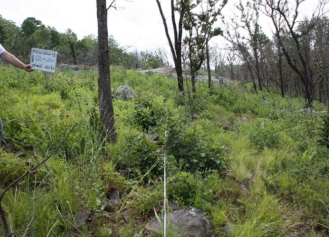 Forested slope with green vegetation.