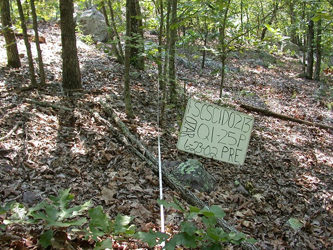 Forested slope with lots of forest litter on the ground.