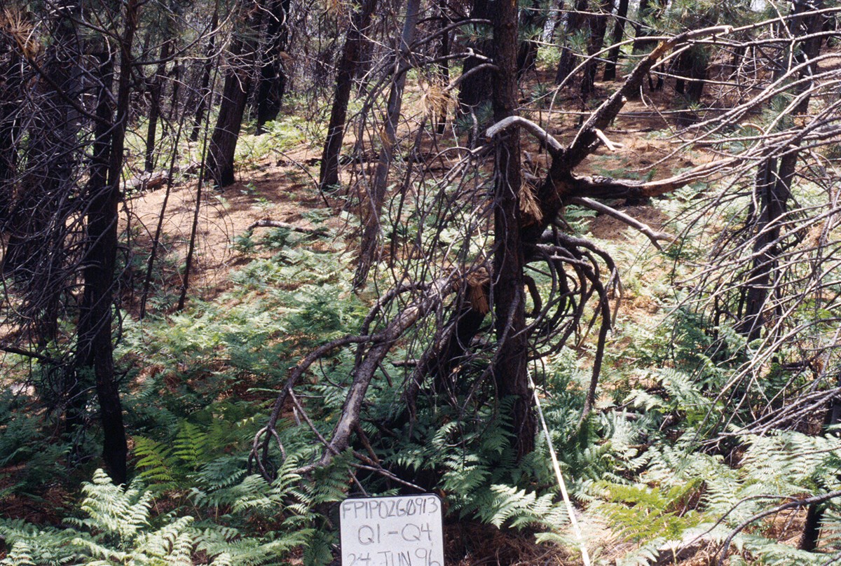 Overgrown vegetation