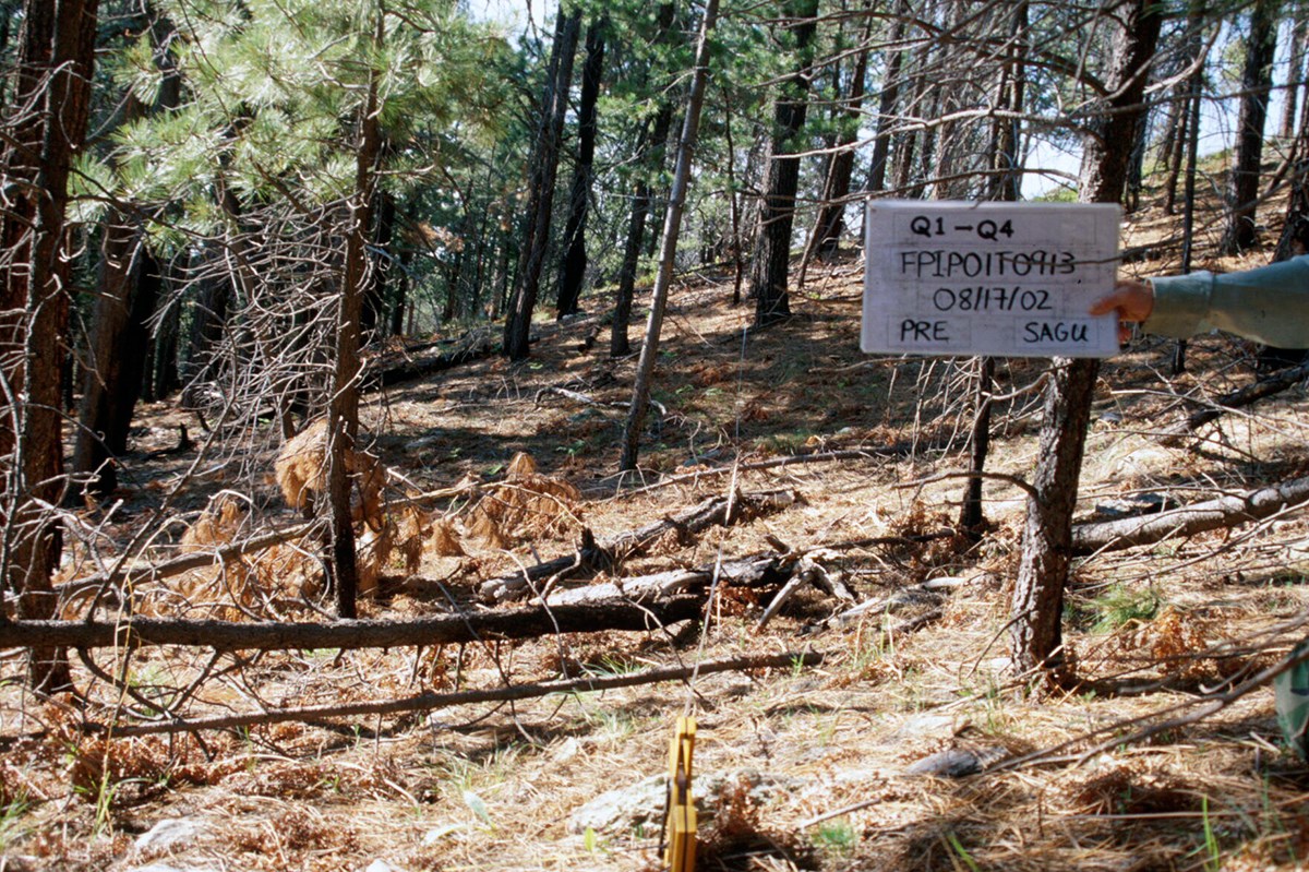 Somewhat open forest with lots of forest litter on the ground.