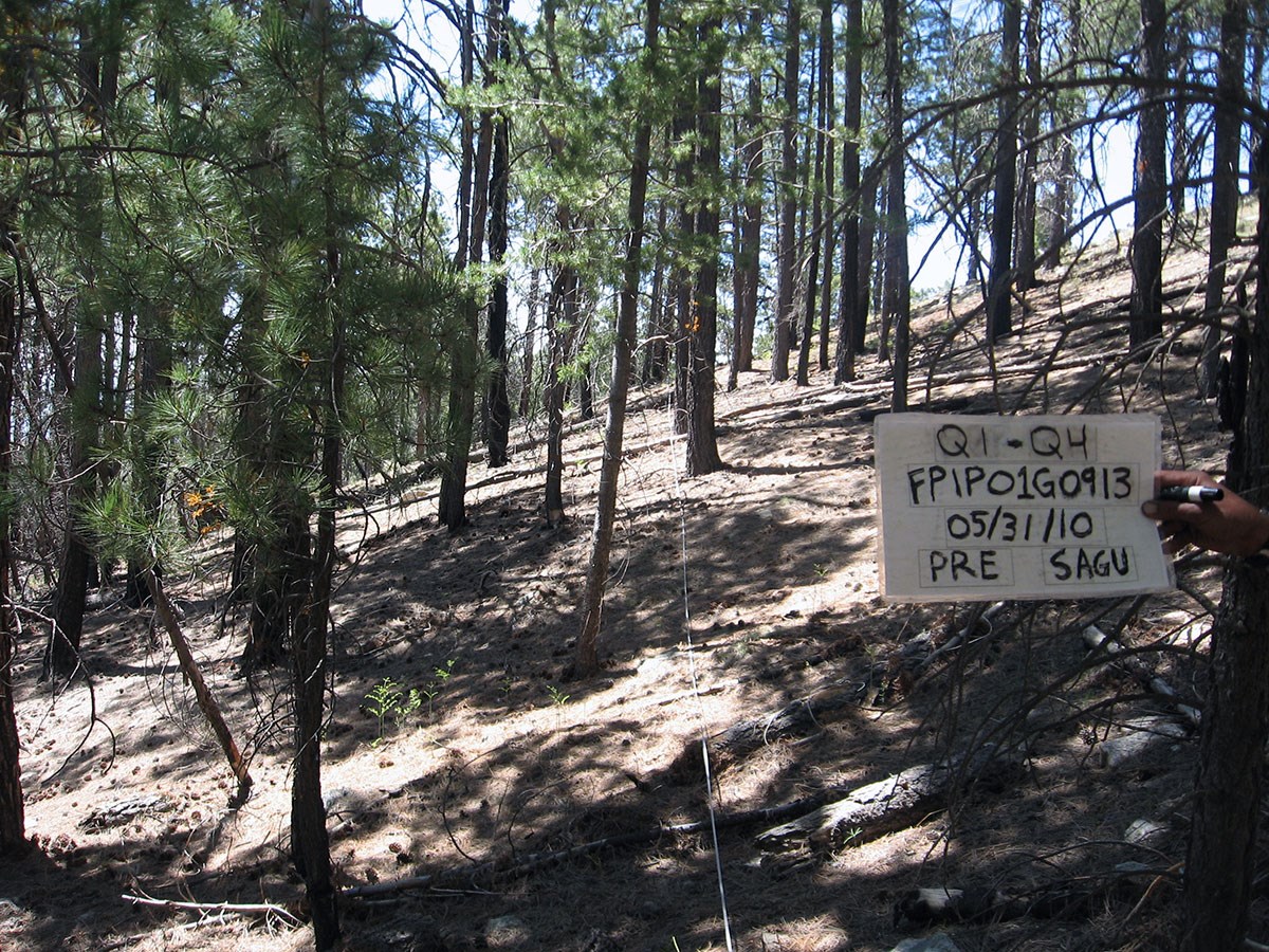 More open coniferous forest with less forest ground litter.