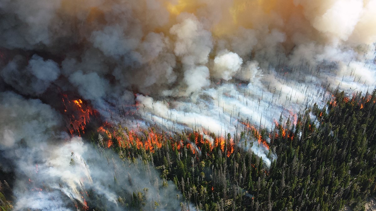 Yellowstone Fire 2013 Aerial view of crown fire in forest at Yellowstone