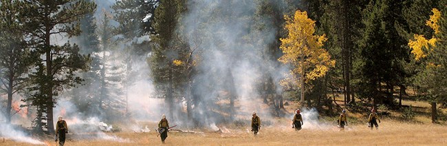 A line of firefighters use driptorches to ignite a prescribed fire in grasses near a forest.