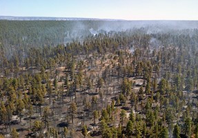 Aerial view of smoke rising from open canopy forest.