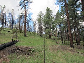 A year after the fire An open grassy slope with ponderosa pines spaced in a park-like setting.