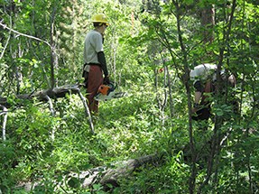 Two crew members work in an area of dense vegetation.