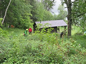 Thick vegetation surrounds a cabin.