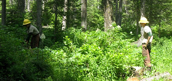 lt= A crew member in a hardhat works in dense vegetation with a tool, while another crew member stands nearby.