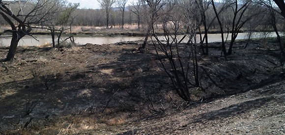 Burnt ground and trees on the banks of a river.