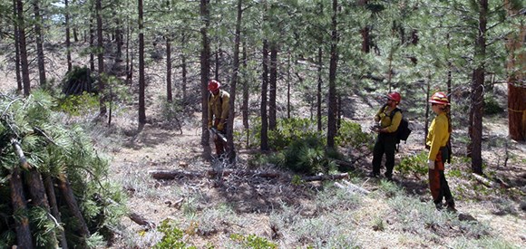 A firefighter uses a chainsaw to cut down a tree while two firefighters nearby act as spotters for safety