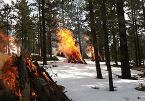 Stacked burn piles from thinning project.