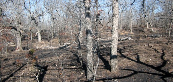 lt= Blackened forest floor with deciduous tree before leafing out.