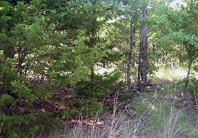 lt= Thick Eastern red cedar prior to thinning.