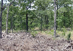 lt= Blackened forest floor with deciduous tree before leafing out.