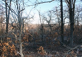 lt= Blackened forest floor with deciduous tree before leafing out.