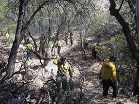Numerous firefighters working in a wooded area, some with chainsaws, some carrying branches to piles.