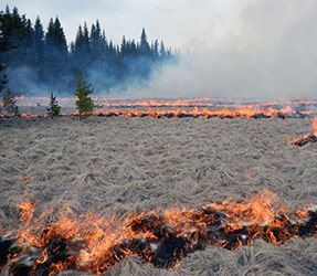 144-acre Big Prairie prescribed fire Small flames in rows consume grasses in a meadow.
