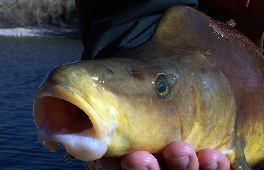 Benefits of Native Fish - Fish & Fishing (U.S. National Park Service)