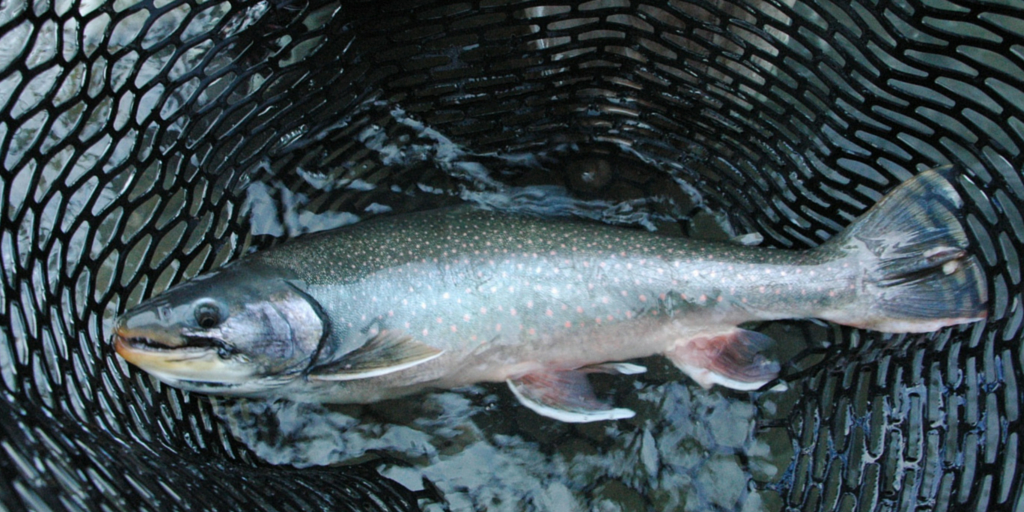 A fish is caught in a rubber net.