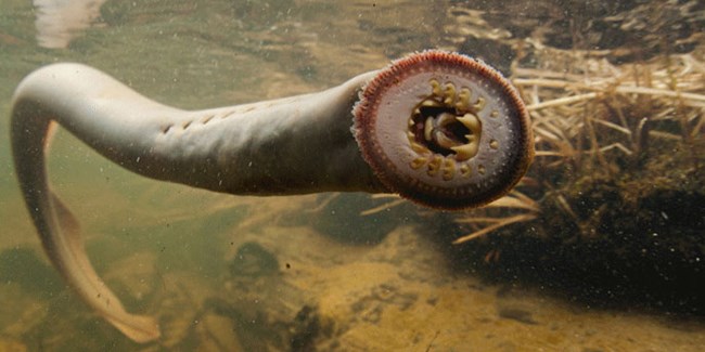 Jawless Fish Fishing U S, What Are Lampreys Good For