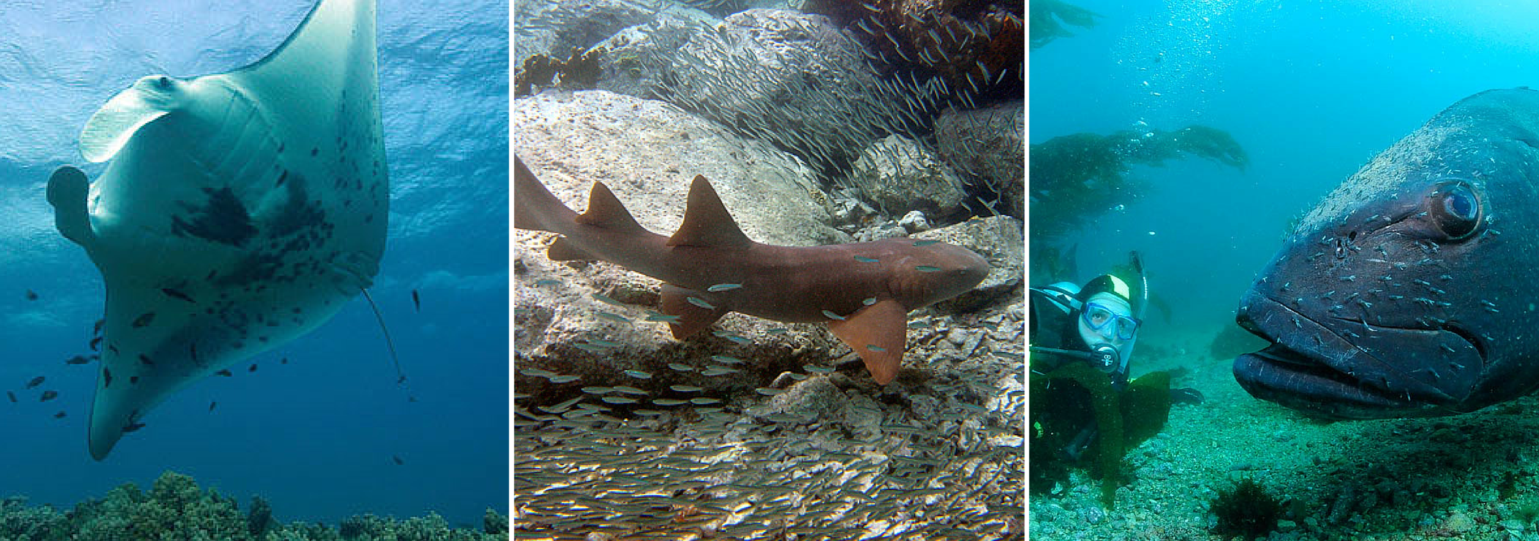 Ray, Shark and Bony Fish