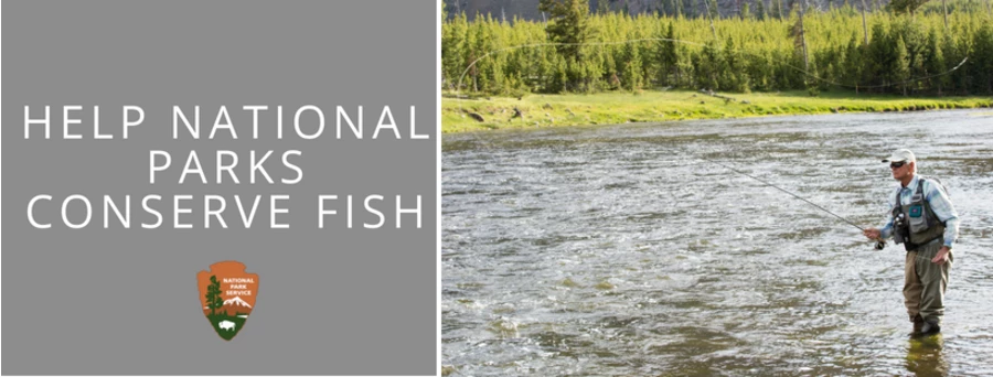 Help National Parks Conserve Fish title overlay "help national parks conserve fish"  angler casting into river.