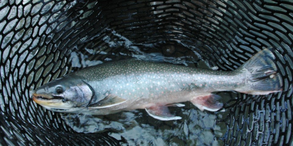 Fish caught in landing net.