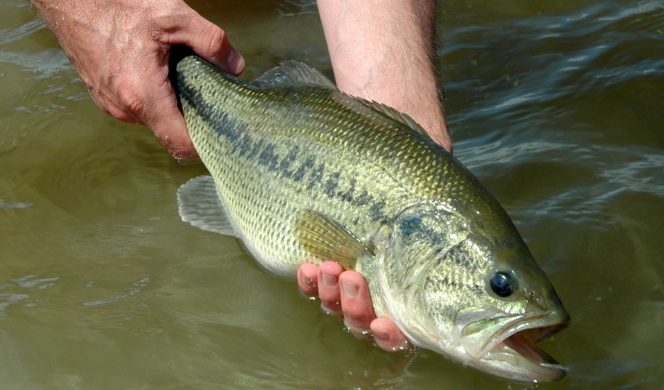 Small Live Fish Caught From A Lake Against A River Fish Hanging On