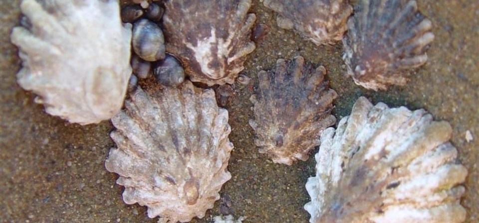 closeup of limpets on ship hull
