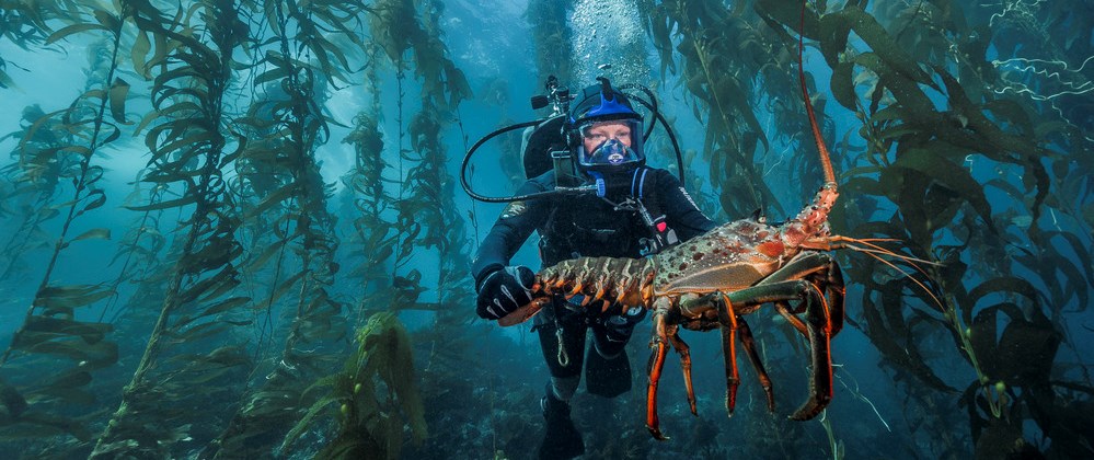 Scuba diver holding lobster. scuba diver holding lobster underwater.
