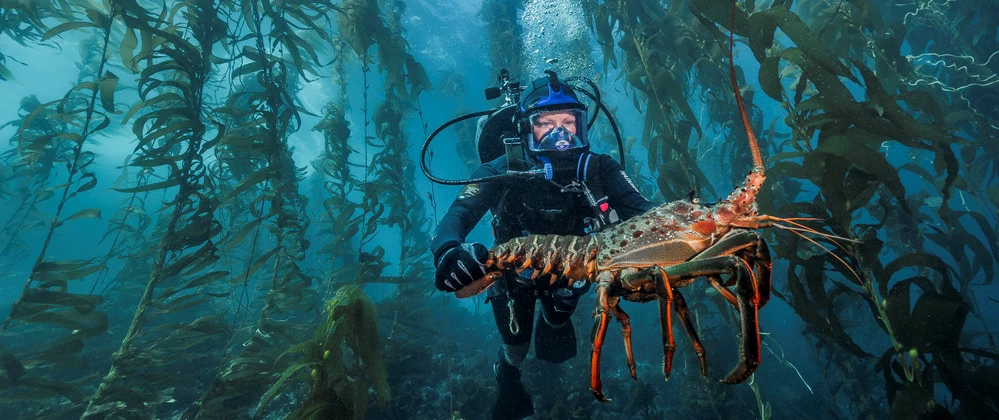 Scuba diver holding lobster. scuba diver holding lobster underwater.