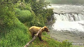 smallish brown bear walks along the grassy river bank