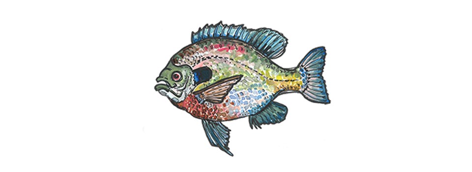 cartoon of a colorful bluegill sunfish.