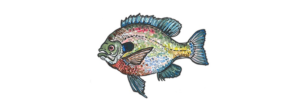 Bluegill sunfish cartoon of a colorful bluegill sunfish.