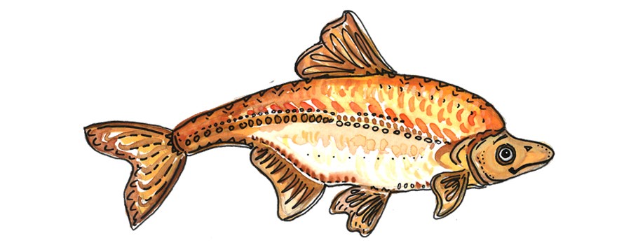 Humpback Chub cartoon humpback chub.
