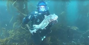 fishtn285 a scuba diver holding a large spotted fish in an underwater kelp forest