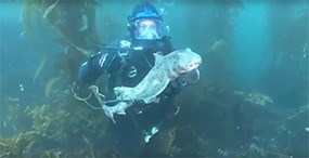 a scuba diver holding a large spotted fish in an underwater kelp forest