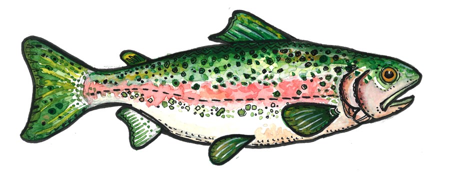 cartoon rainbow trout. 