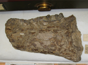 fossil specimen