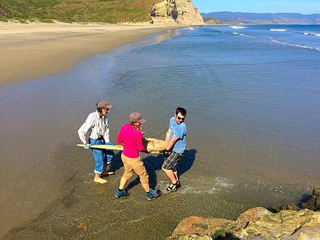 2 people carry fossil remains on a beach