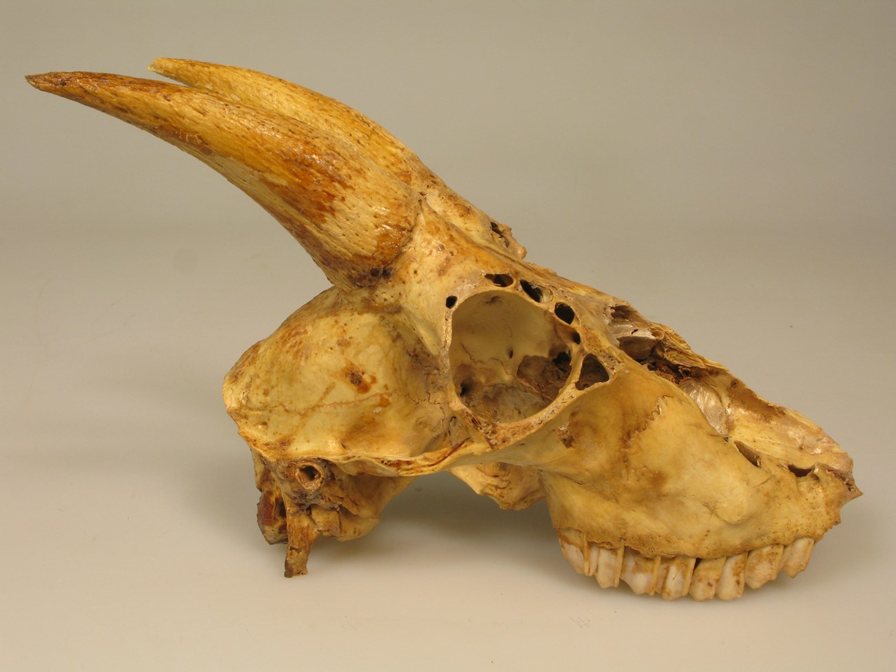 Photo of a fossil mountain goat skull