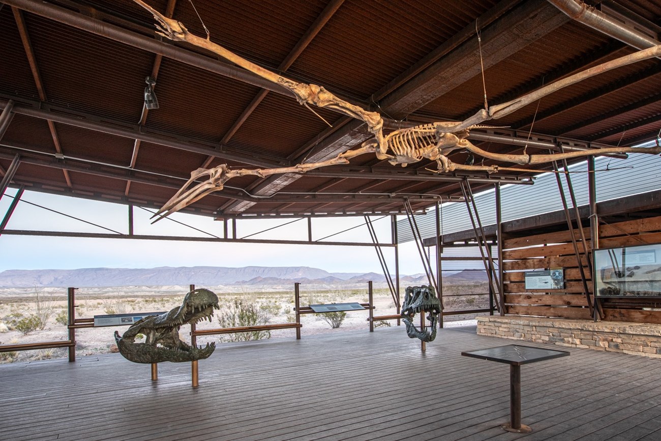 BIBE 239332265_4581450248539925_1528206323685993777_n Photo of a fossil display with skeletons and skulls.