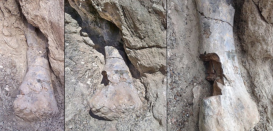 Before-and-after-photo-of-humerus_1 enlarged A series of 3 photos showing vandalism to a fossil dinosaur bone.