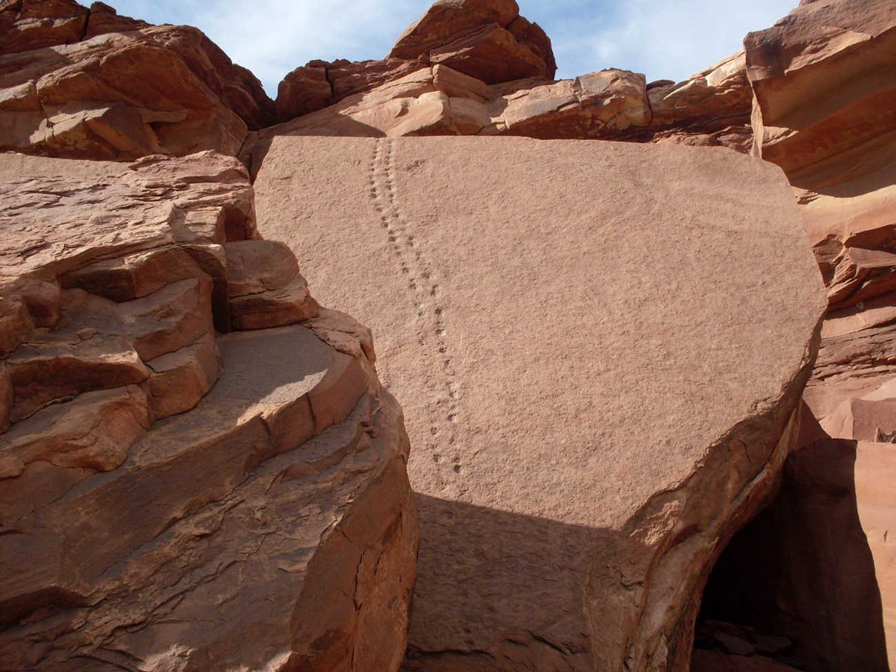 Photo of rock slabs with fossil animal tracks.