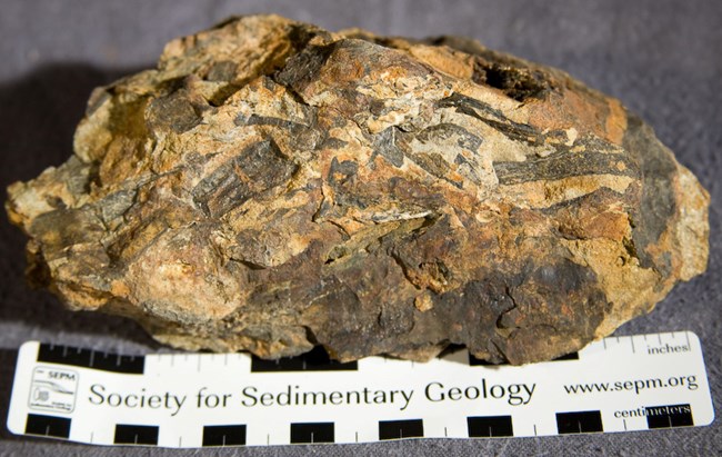 Cover CHOH clites_santucci_2010_CHOH_paleo Photo of a blocky rock with fossil wood