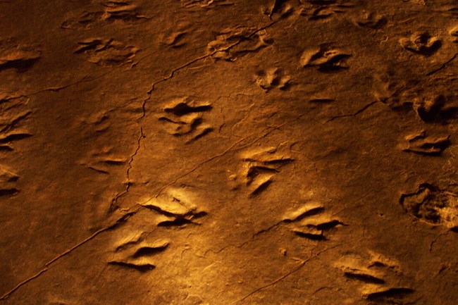 dinosaur tracks in stone