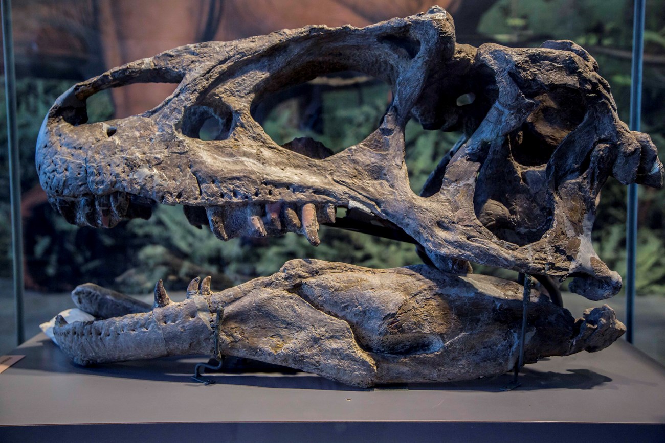 Photo of a fossil dinosaur skull.