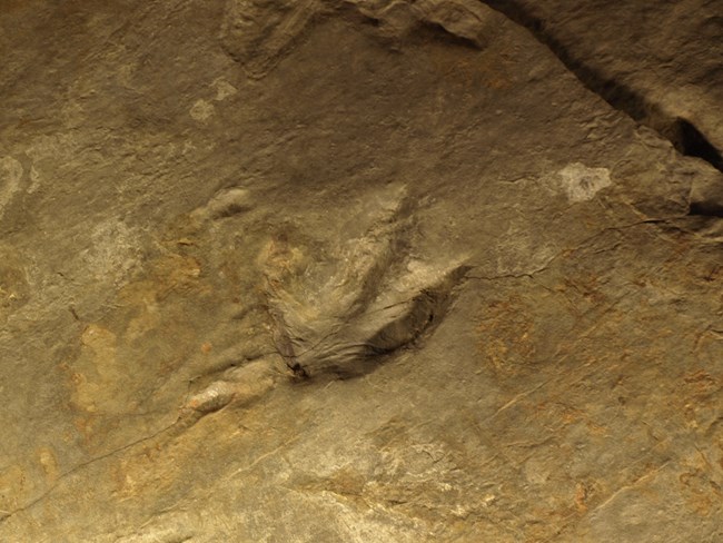 dinosaur tracks in stone
