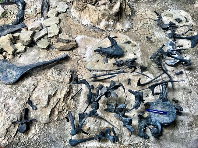 DisarticulatedBones_CLLL sorted bones